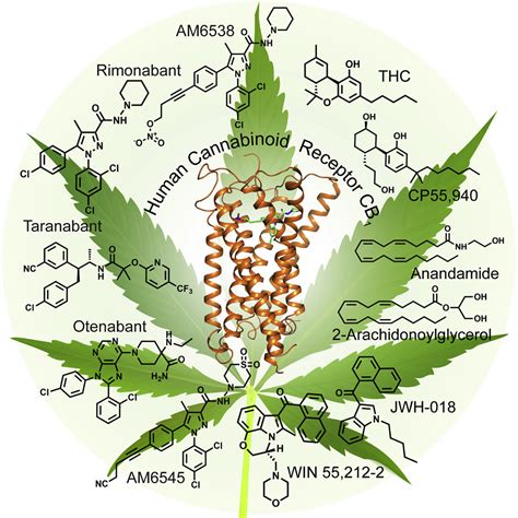 Crystal Structure Of The Human Cannabinoid Receptor Cb1 Cell