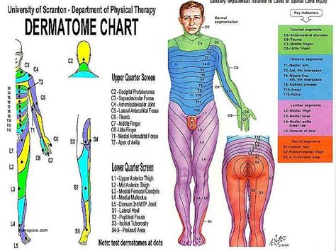 Hand Dermatome Chart Dermatomes Anatomy And Dermatome Map