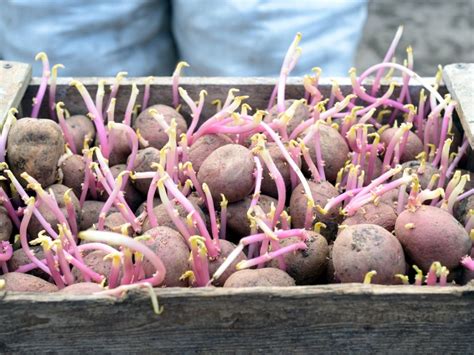 How To Grow Potatoes Know Your Produce