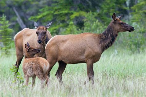 Rocky Mountain Elk Cow With Calf Photograph By Ken Archer Pixels