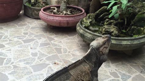 The rhino iguanas available are eating mazuri, and fresh vegetables. Rhino Iguana ăn xương rồng tẠi Pop Pet Shop - YouTube