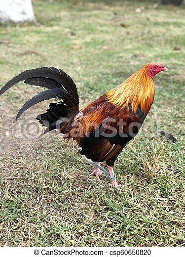 Game Fowl Rooster Side View Color Photo Of A Young Game Fowl Or