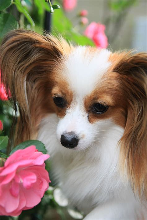 Papillon Papillon Dog Papillion Dog Papillon Puppy