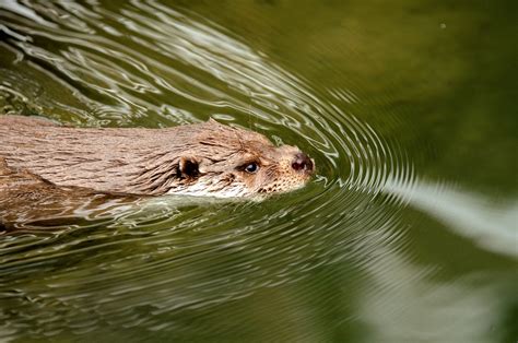 Otter Water Swim Free Photo On Pixabay