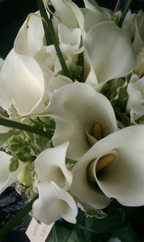 Beautiful Miniature Calla Lilies White Freesia Variegated Pittosporum