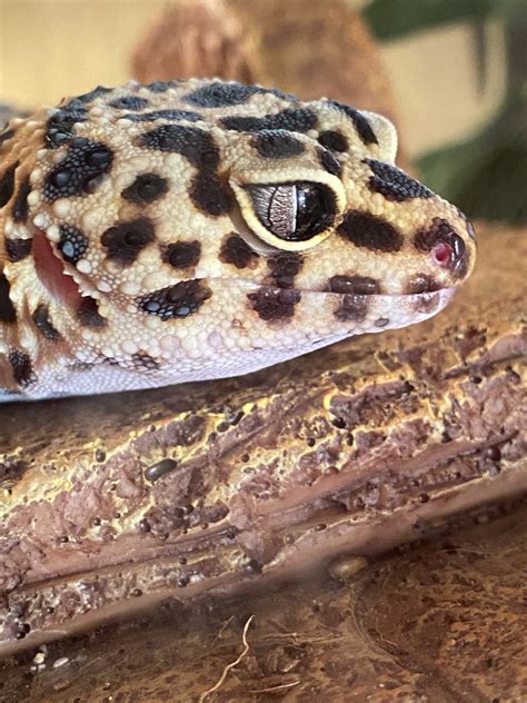 Leopard Gecko Reptiles For Sale Oklahoma City Ok 427683