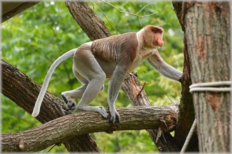 Habitat Changes Are Impacting The Proboscis Monkey Plants And Animals