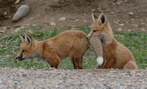Red Fox Kits Focusing On Wildlife