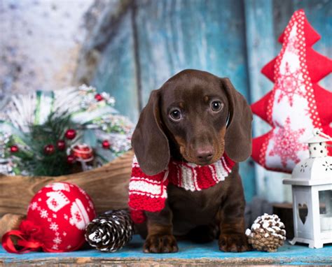 Do you like this video? A Perfect Gift? A Vet's Advice for a Christmas Puppy Present | Modern Dog magazine