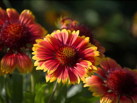 Department of agriculture plant hardiness. Removing Blooms On Blanket Flower - When To Deadhead ...