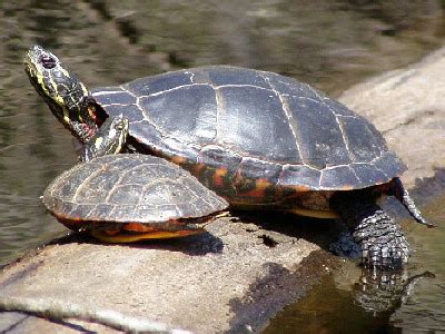 In eastern mud turtles (kinosternon subrubrum), the plastron is relatively large with 2 hinges. Eastern Painted Turtle Facts and Pictures