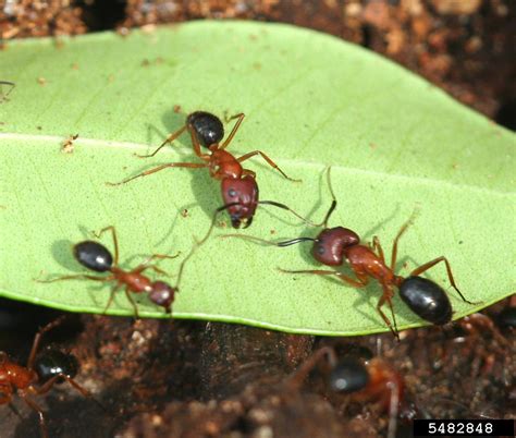 Florida Harvester Ant Pogonomyrmex Badius