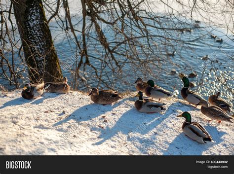 Ducks Sit On Snow Image And Photo Free Trial Bigstock