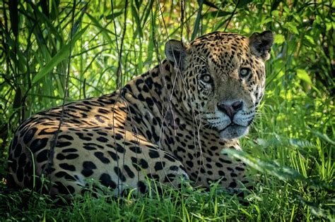 Jaguar In The Shade Photograph By Steven Upton Fine Art America