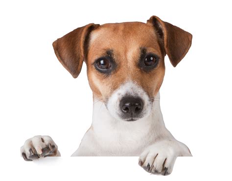 252 Dogs Png Image Collection Free Download