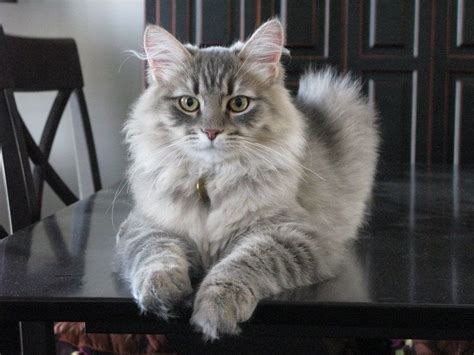 Breeder of siberian forest cats in se michigan. 54 Most Beautiful Grey Siberian Cat Photos And Images