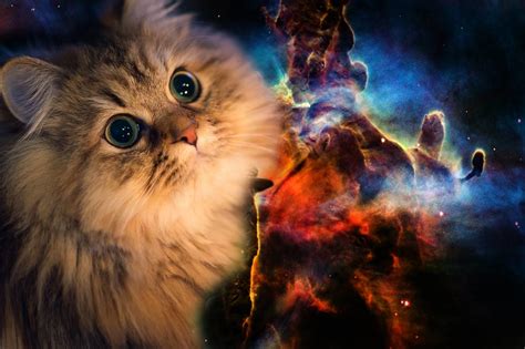 Trippy Cat Wallpapers 63 Images
