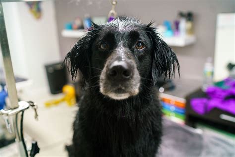 We truly believe in our motto, gentle pet grooming you can trust. Pet Grooming Salon Hoboken & Jersey City - Playful Paws