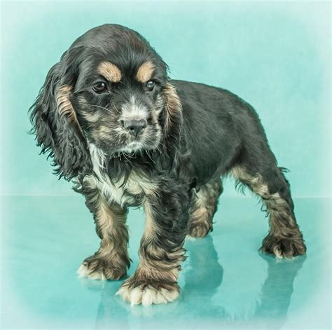 My beautiful girl, goldie has given birth to 10 amazing healthy puppies! Cocker Spaniel Puppies Ohio For Sale - Pets Ideas