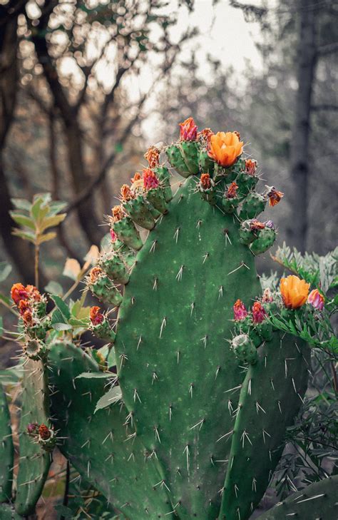 How To Make My Cactus Grow Faster - Cactus Plant