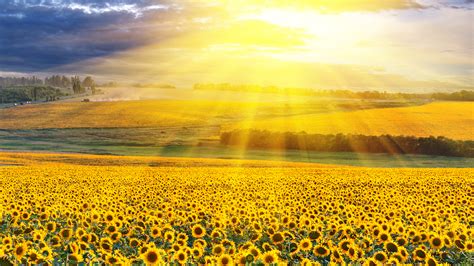 Yellow Sunflowers Field With Background Of Yellow Sunbeam 4k Hd Flowers