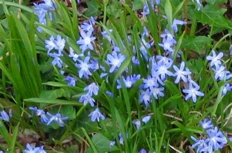 Maybe you would like to learn more about one of these? Growing Greener in the Pacific Northwest: Spring Flowers ...