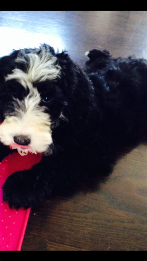 Black Sheepadoodles At Feathers And Fleece Farm Sheepadoodle Puppy