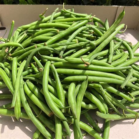 Haricots verts (500g) – Légumes Plus