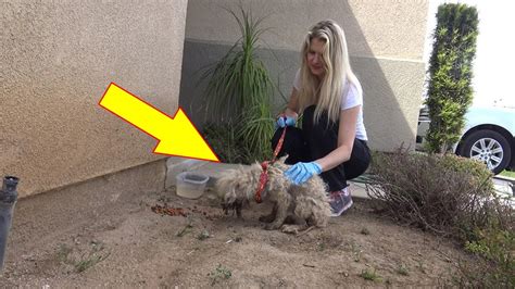 When Rescuers Came To Save This Abandoned Dog All Her Puppies Were