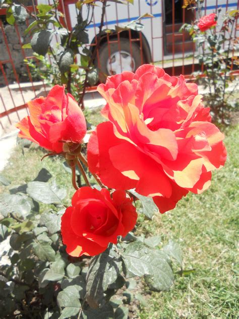 Paling Bagus 20 Foto Bunga Mawar Merah Yang Indah Gambar Bunga Indah