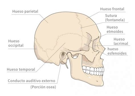 Huesos Del Cráneo Y La Cabeza Anatomía Y Funciones 2022