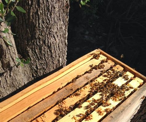 How To Make A Nucleus Honeybee Colony And Prevent Established Hives