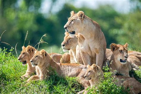 Comment on the news and join lions fan forum at mlive.com. 55 Interesting And Fun Lion Facts For Kids