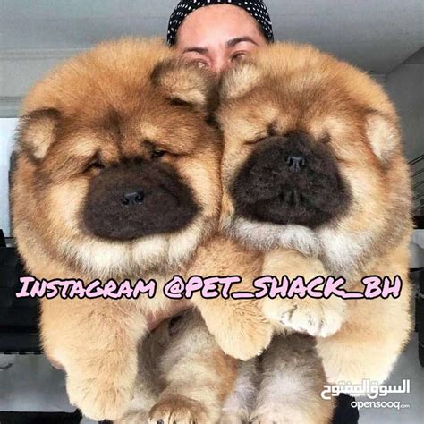 Chow Chow Panda Puppies For Sale Whats New