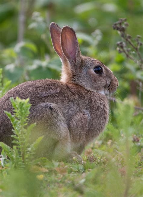 Top Secrets About What Do Wild Rabbits Like To Eat