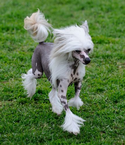 Everything Need To Know About Chinese Crested Dog Breed A2z Pets Info