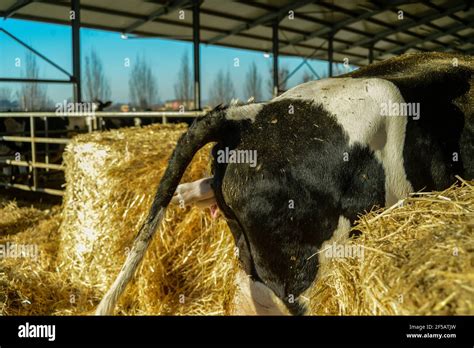 Cow Giving Birth Calf Hi Res Stock Photography And Images Alamy