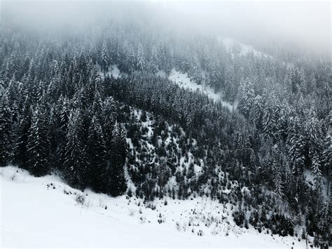 Snow Covered Pine Forest In The Mountains Image Free Stock Photo