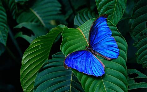 Hd Wallpaper Background Leaves Blue Butterfly Wings Insect