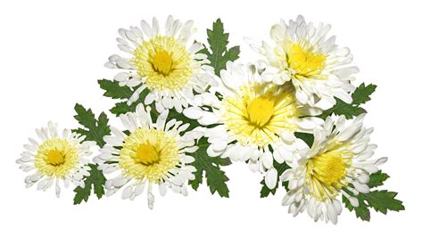 Flowers White Chrysanthemum Free Photo On Pixabay