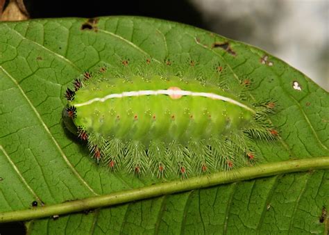 Stinging Nettle Slug Caterpillar Cup Moth Thosea Sp Li Flickr