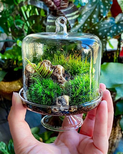 Mini Moss Terrarium Diy How To Make Terrariums Fertilizer For Plants