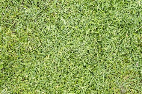 Freshly Cut Grass Green Summer Lawn Texture Background Top View Stock