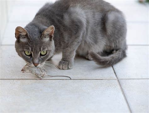 Are Cats Good At Catching Rats Feline Searching Defined Petwangwang