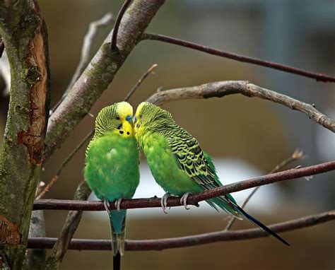 Two Green Birds Budgerigars Pair Green Bird Small Parrot Birds