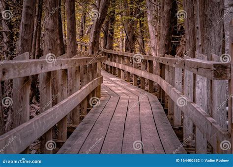 Winding Forest Wooden Path Walkway Through Wetlands Ontario Canada