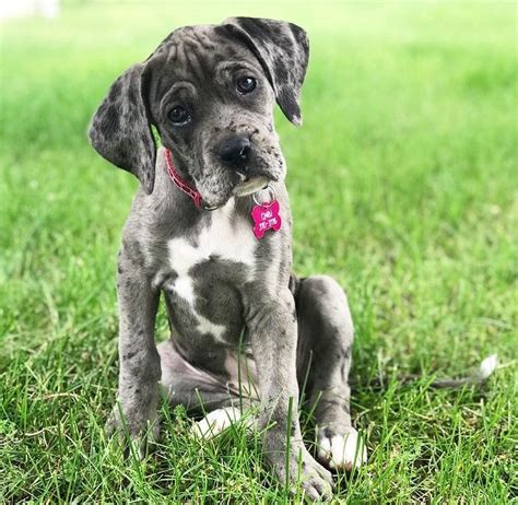Find great dane puppies and breeders in your area and great dane puppies, champion great danes, harlequin, mantle and black great danes raised in the they are healthy dogs, but they have special needs, mostly due to their size. Boxane (Great Dane x Boxer mix) | Great dane dogs, Dane dog, Dog trends