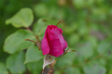 🥇 Imagen De Rosa Polen Rosas Flor Primavera Brote Planta Jardín Rosado