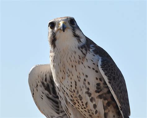 Prairie Falcon Falco Mexicanus Raptor Free Flight Arizon Flickr