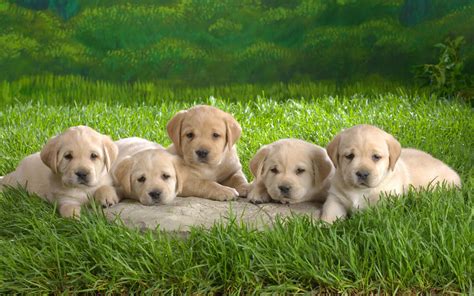 Download Cute Puppy Dog Wallpaper Pictures In High Definition Or By